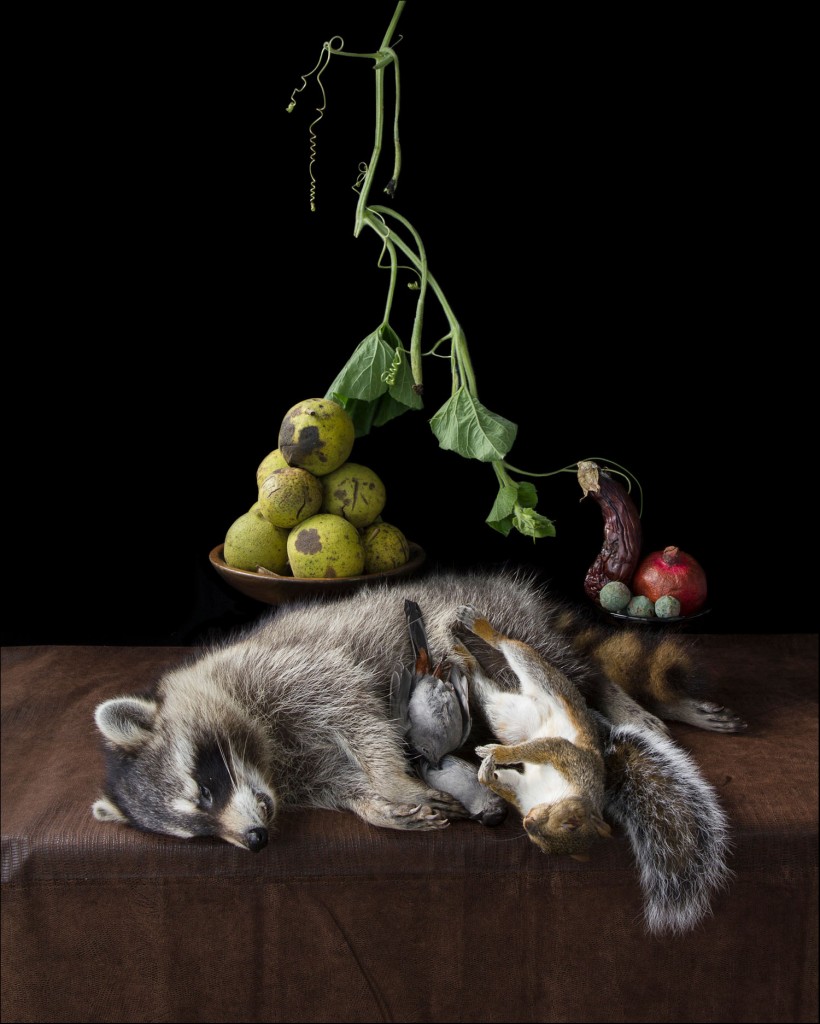 Raccoon by Kimberly Witham